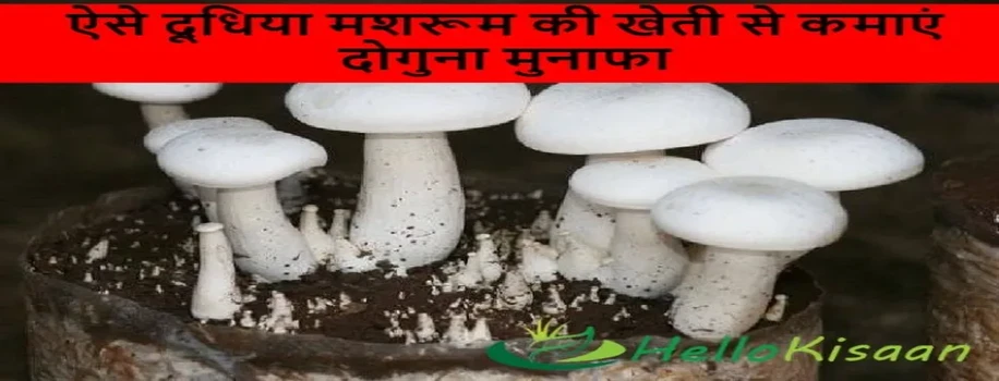 ऐसे दूधिया मशरूम की खेती से कमाएं दोगुना मुनाफा