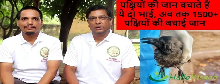 पक्षियों की जान बचाते हैं ये दो भाई, अब तक 1500+ पक्षियों की बचाई जान