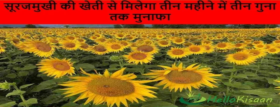सूरजमुखी की खेती से मिलेगा तीन महीने में तीन गुना तक मुनाफा