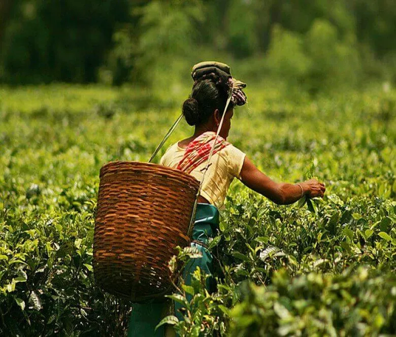 छोटे उत्पादकों का चाय के छेत्र मैं योगदान बड़ा