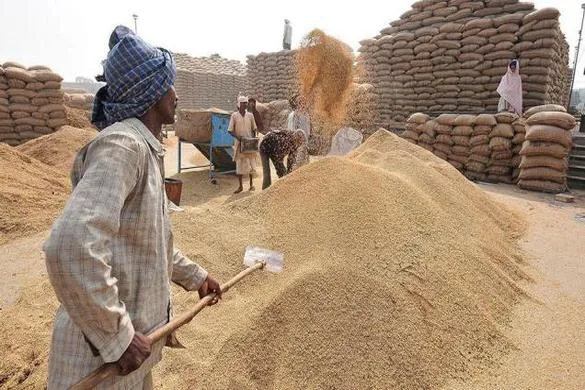 कई राज्यों में गेहूं एमएसपी से नीचे बिकने की आशंका