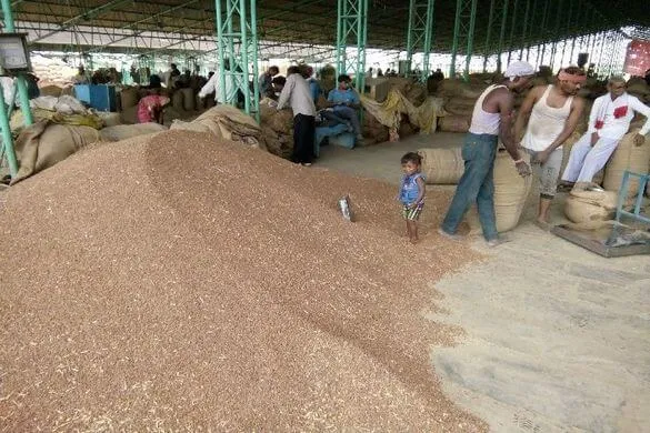 किसानों को हो रहा है भारी घाटा , एमएसपी से कम दाम में बेचना पड़ रहा हैं चना 