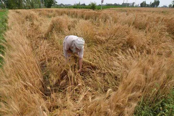 किसानों की चिंता बढ़ी , उत्तर भारत में आंधी-बारिश की आशंका
