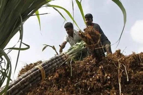 गन्ना मिलों पर बकाया रिकार्ड 20,000 करोड़ पहुंचने का अनुमान