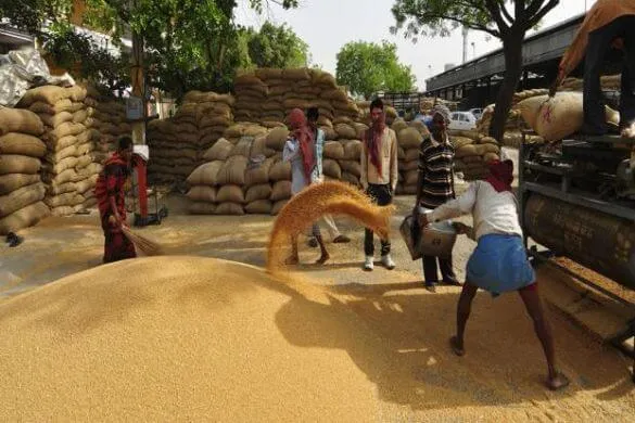 गेहूं की सरकारी खरीद 205 लाख टन के पार