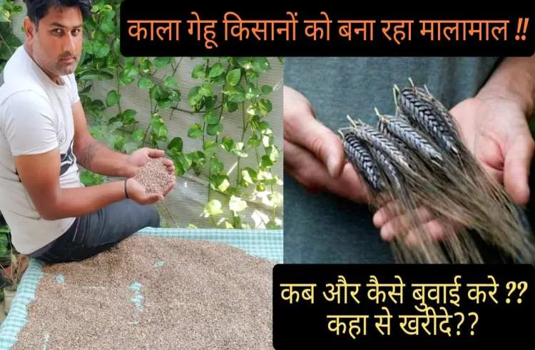 काला गेहू किसानों को बना रहा है मालामाल , जाने कैसे बुवाई करे और बीज खरीदे !!