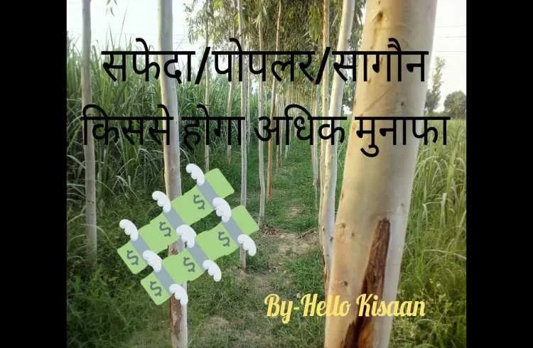 सफेदा/ चिनार/ सागौन जानिए किससे बनेंगे अमीर !!