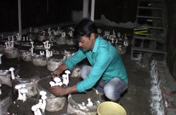 मशरूम के स्वास्थ्य के लाभ ,हर मर्ज का है इलाज
