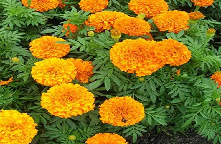 गेंदे की खेती से किसान हुए मालामाल, बस अपनाई कुछ उच्च तकनीकें