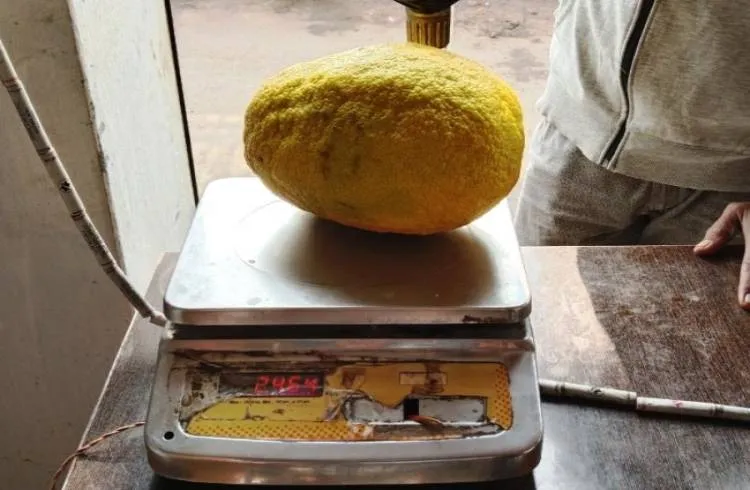 ऐसे उगाया हिसार के किसान ने तरबूज के आकार जितना बड़ा नींबू