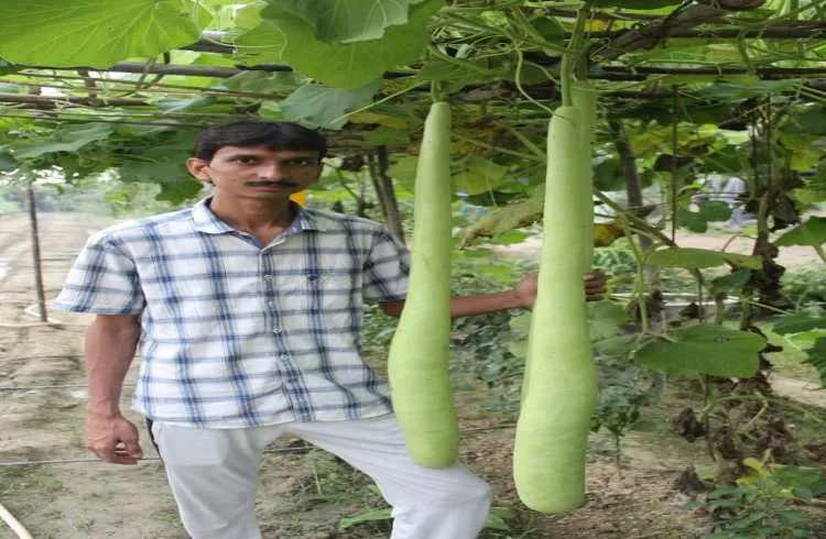 ऐसे उगता है किसान सात फीट लंबी लौकियां, दूर-दूर से देखने आते हैं लोग!