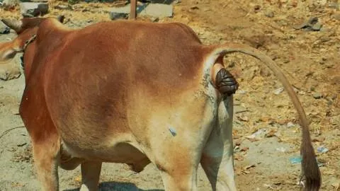 आखिर क्यों भरना पड़ा भैंस के गोबर करने पर मालिक को 10,000 जुर्माना
