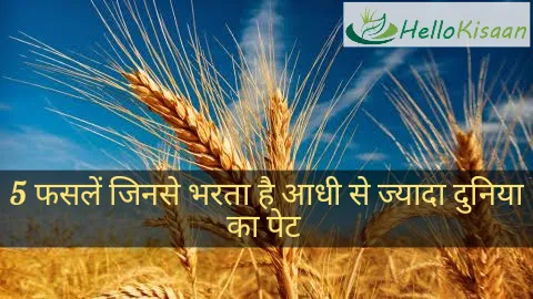पांच फसलें जिनसे भरता है आधी से ज़्यादा दुनिया का पेट