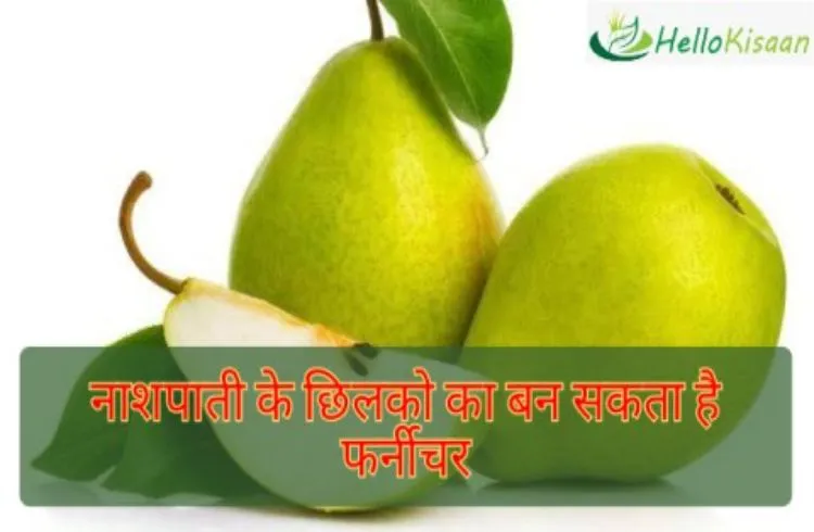 नाशपाती के छिलको का बन सकता है फर्नीचर