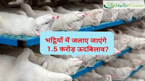 इस देश में क्यों भट्ठियों में जलाए जाएंगे 1.5 करोड़ ऊदबिलाव?