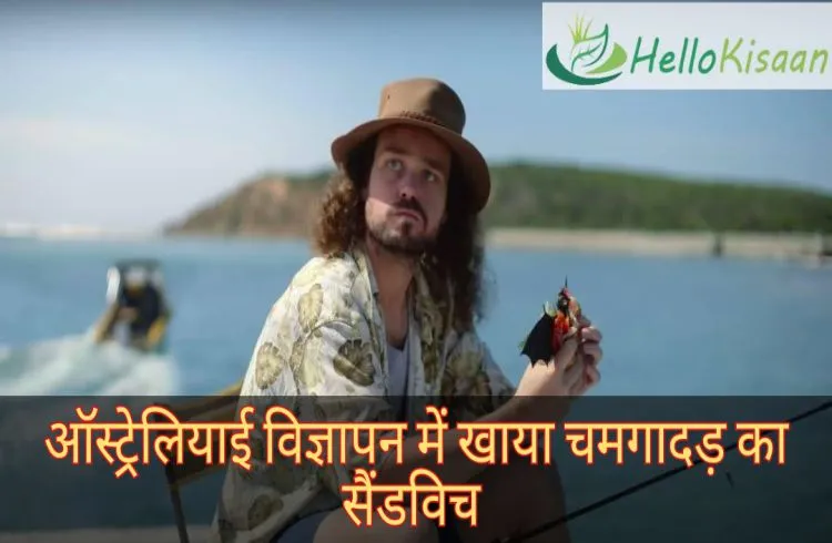 ऑस्‍ट्रेलियाई विज्ञापन में खाया चमगादड़ का सैंडविच(Sandwich)