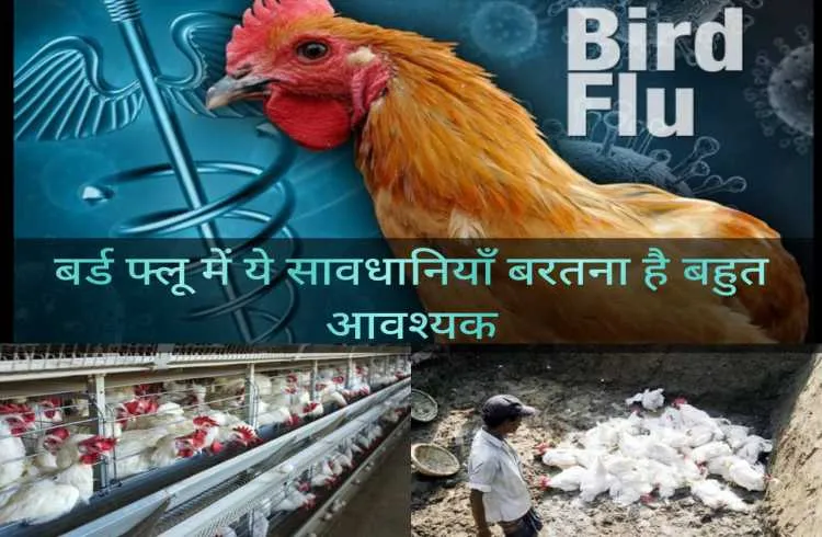 बर्ड फ्लू में ये सावधानीयाँ बरतने से पोल्ट्री फार्मिंग में फायदा