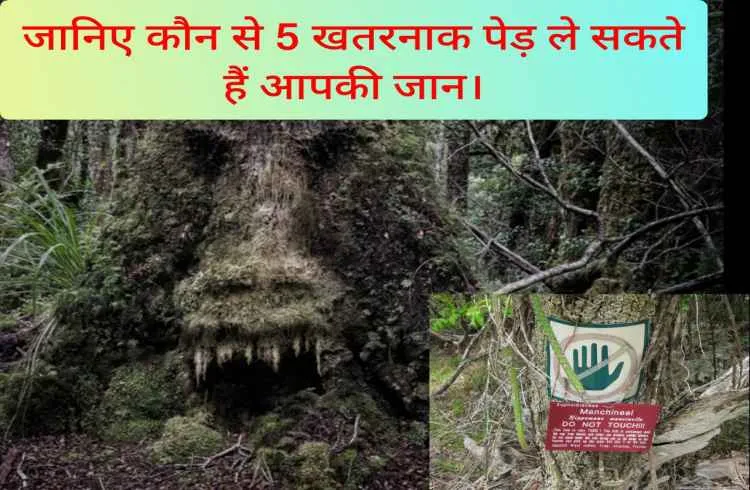 जानिए कौन से 5 खतरनाक पेड़ ले सकते हैं आपकी जान