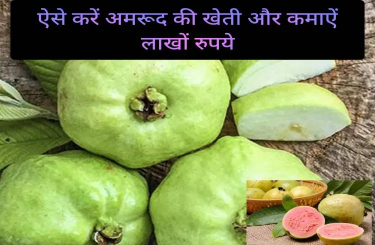 ऐसे करें अमरूद की खेती और कमाऐं लाखों रुपये