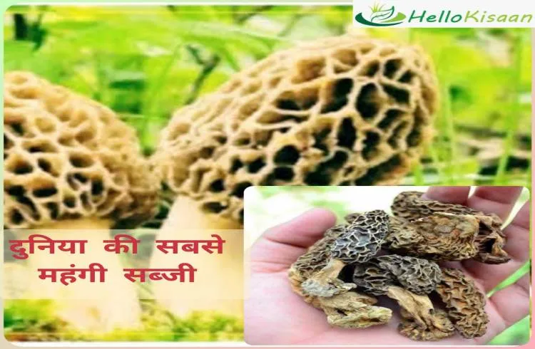 दुनिया की सबसे महंगी सब्जी, खाने के लिए लेना पड़ेगा बैंक से लोन 