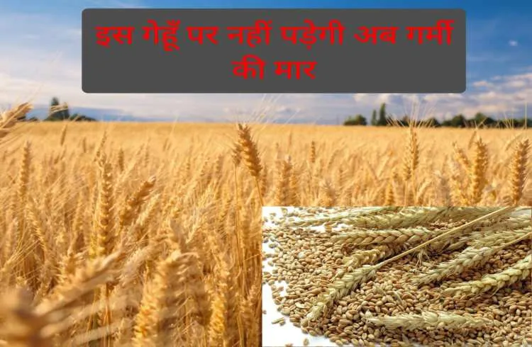 अब गेहूँ की इस किस्म पर नहीं पड़ेगा गर्मी का कोई असर