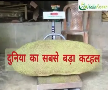 केरल में पैदा दुनिया का सबसे बड़ा कटहल, Guinness World Records में हो सकता है दर्ज