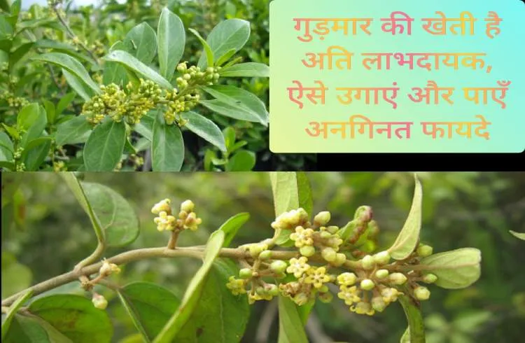 गुड़मार की खेती है अति लाभदायक,  ऐसे उगाएं और पाएँ अनगिनत फायदे