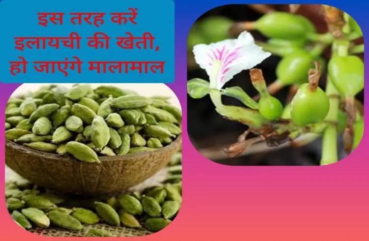 इस तरह करें इलायची की खेती, हो जाएंगे मालामाल