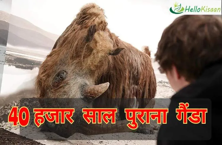 40 हजार साल पुराना बालों वाला गैंडा मिला