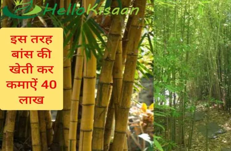 इस तरह बांस की खेती कर कमाऐं 40 लाख