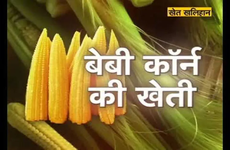किसानों को मिलेगा परागण रहीत  बेबीकाॅर्न बीज बेहद सस्ते दामों पर