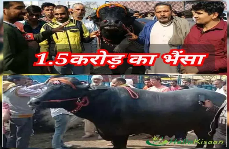 1.5 करोड़ का  भैंसा लेके पहुंचे किसानो का समर्थन करने
