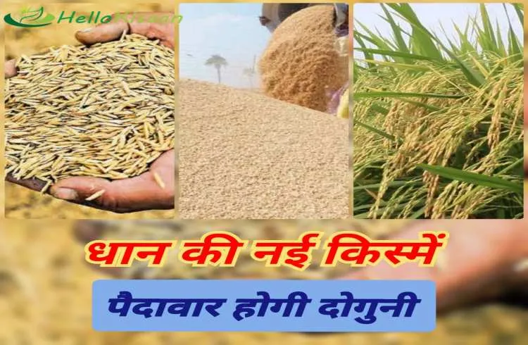 धान की इन नई किस्मो से होगी पैदावार दोगुनी