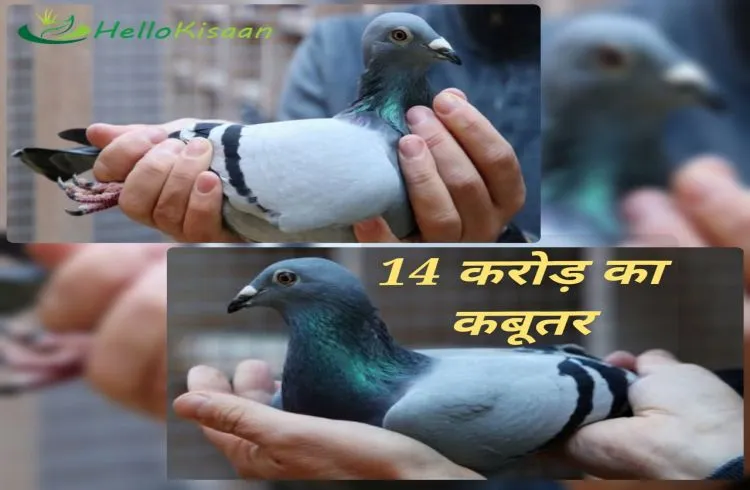 दुनिया का सबसे महंगा कबूतर, 14 करोड़ रुपए में हुआ है निलाम
