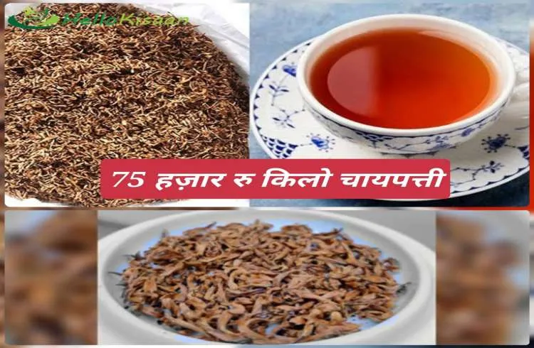 दुनियाभर में है डिमांड, 75 हजार रुपए किलो चायपत्ती