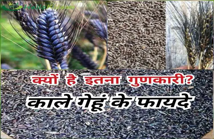 काले गेहूं के फायदे, क्यों है इस गेहूं का रंग काला 