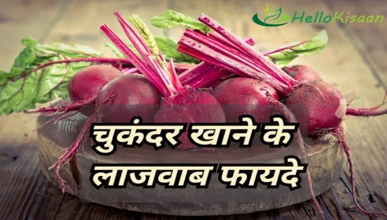 चुकंदर के फायदे जान रह जायेंगे हैरान