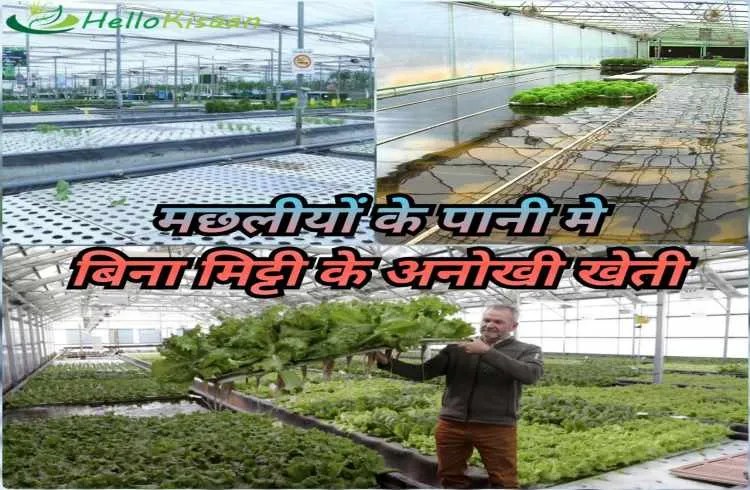 एक्वापोनिक्सः मछलियों के पानी में बिना मिट्टी के अनोखी खेती