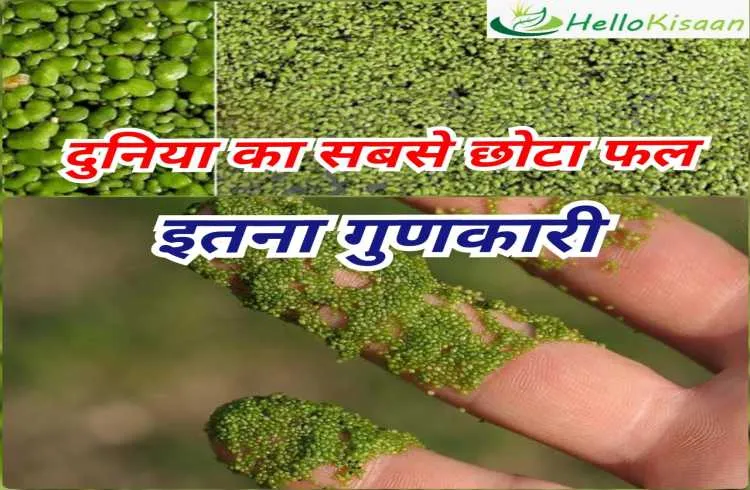 दुनिया का सबसे छोटा फल