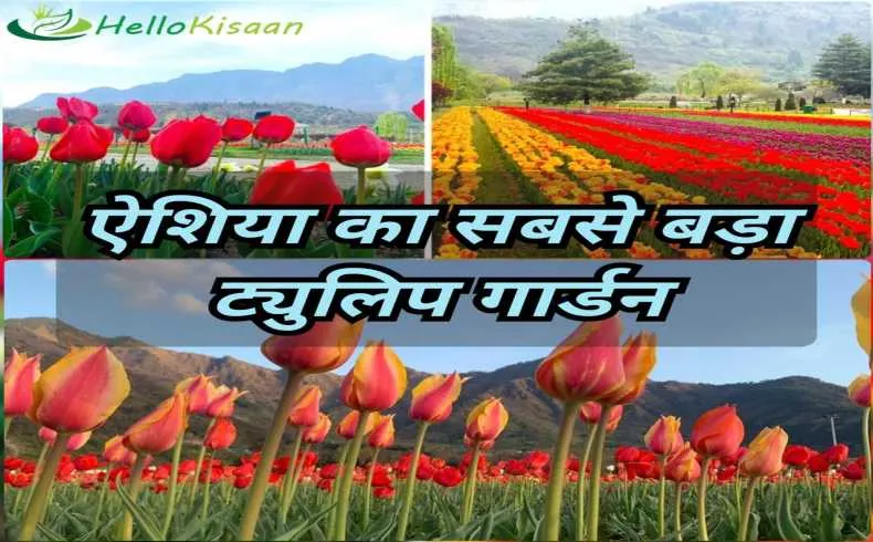 एशिया का सबसे बड़ा ट्यूलिप गार्डन खुला जम्मू कश्मीर में
