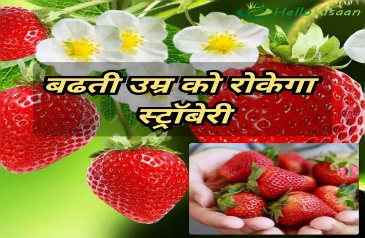 रूप निखारने के लिए कीजिए स्ट्रॉबेरी का इस्तेमाल
