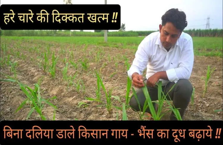 7 साल तक हरे चारे की दिक्कत खत्म,बिना दलिया दाल दूध दोगुना होगा