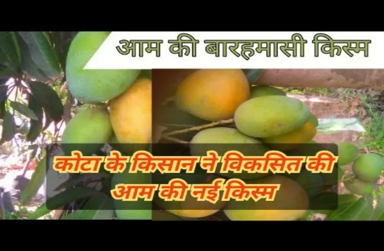 कोटा के किसान ने विकसित की है ये नई किस्म