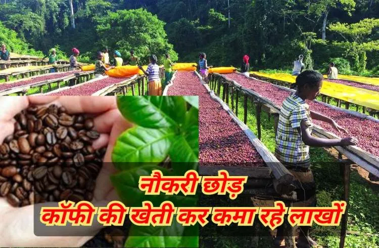 नौकरी छोड़ शुरू की कॉफी की खेती, अब कमा रहे लाखो रुपये