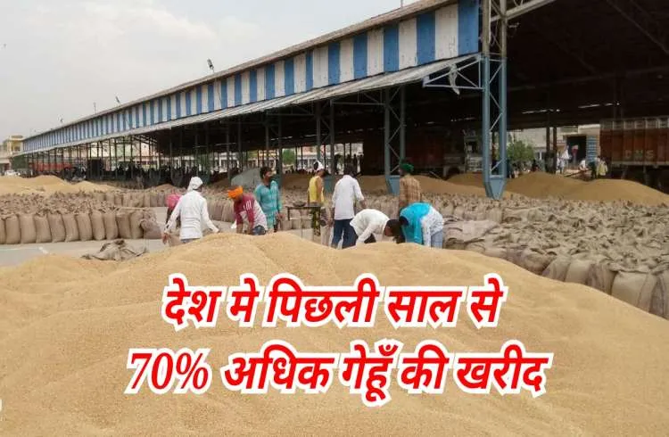 पिछले साल की तुलना में देश में 70 फीसदी अधिक हुई गेहूं की खरीद