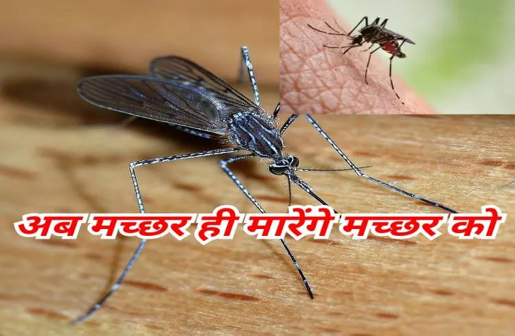 मच्छर ही खत्म करेंगे बीमार करने वाले मच्छरों की नस्ल 