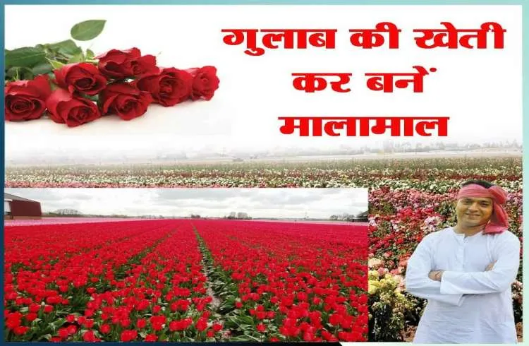 पत्थरो में उगाये डच गुलाब, फर्श से पहुंचे अर्श पर 