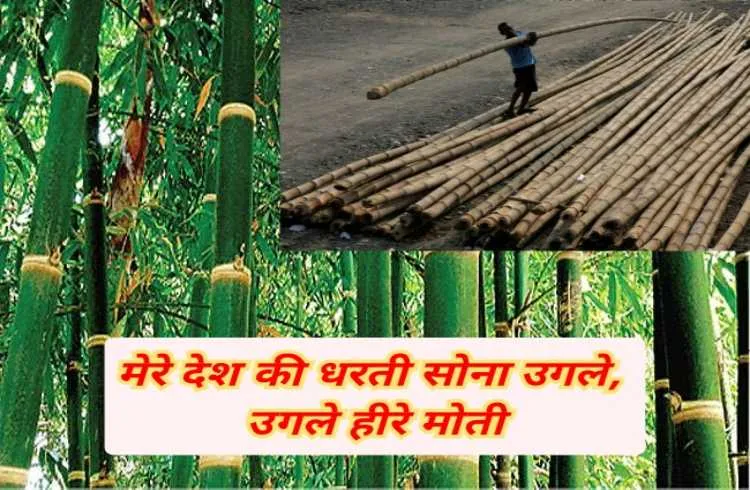 देश की धरती फिर उगलेगी सोना,सरकार भी देगी लाखो रुपये 