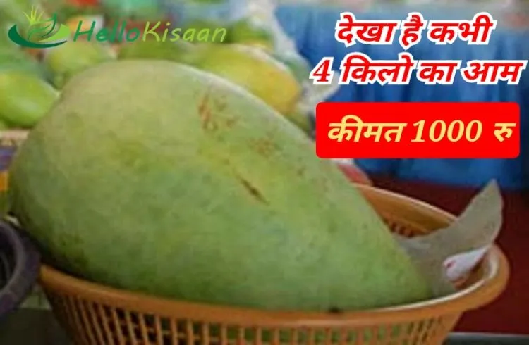 आम एक, वजन 4 किलो,कीमत 1000 रु प्रति पीस 