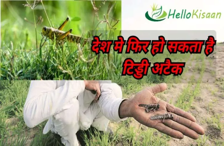 इस साल भी बरस सकता है टिड्डियो का कहर, बचाव के लिए हरियाणा में टीमें गठित हुईं